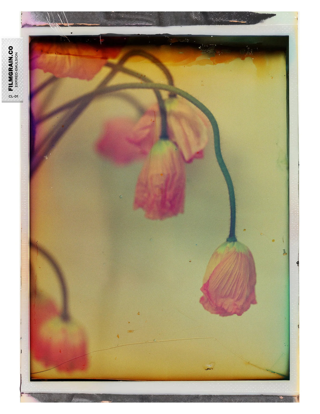 100C EMULSION BUNDLE - Expired Color 40 Overlays